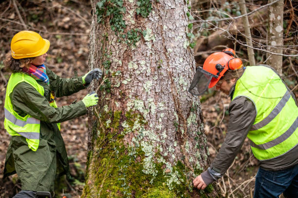 Trusted Saint Davids, PA Tree Removal Services Experts