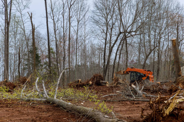 Best Tree Risk Assessment  in Saint Davids, PA