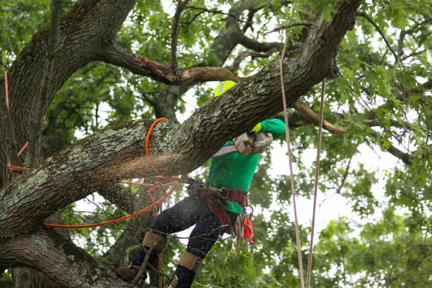 Leaf Removal in Saint Davids, PA